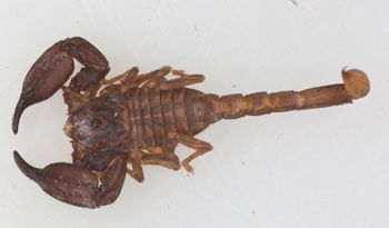 Media type: image; Invertebrate Zoology 46935